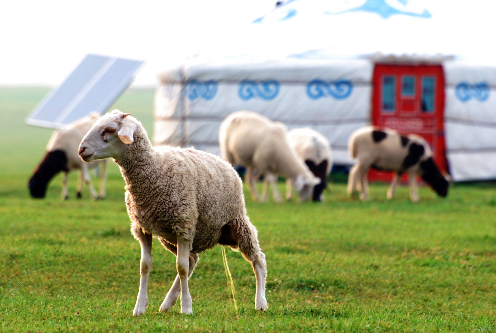 Sheep grazing beneath solar panels