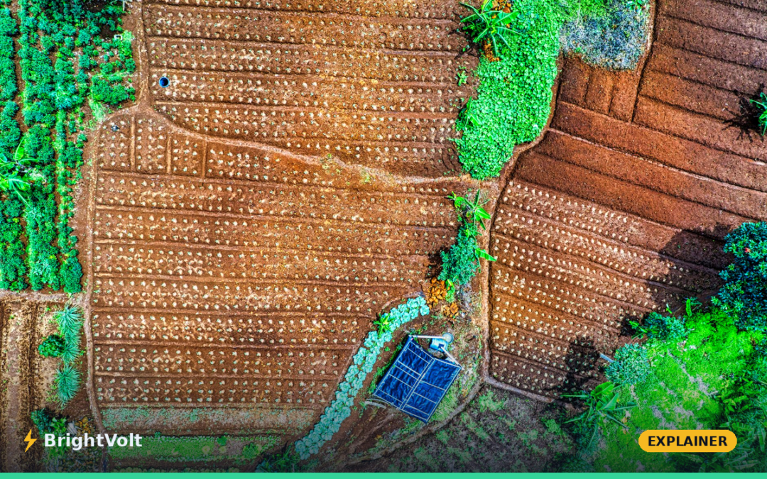 BrightVolt explainer: the land equivalent ratio behind agrivoltaics, solar panels raised over a crop field