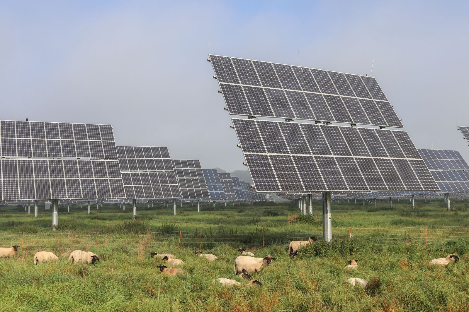Sheep grazing on pasture beneath a raised solar array